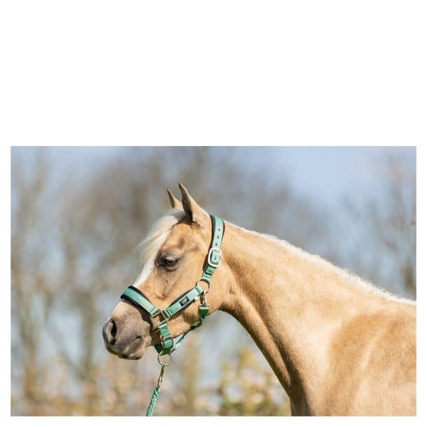 BR Mini Cabezada de Caballo con Cuerda de Plomo - Imagen 3