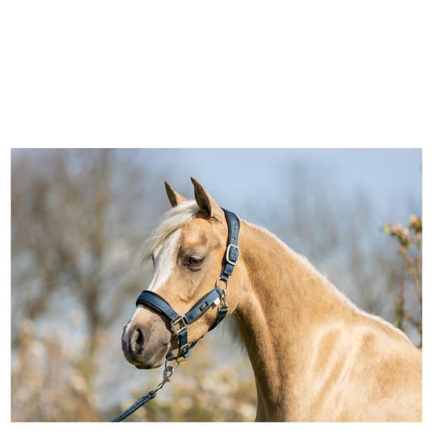 BR Mini Cabezada de Caballo con Cuerda de Plomo - Imagen 2