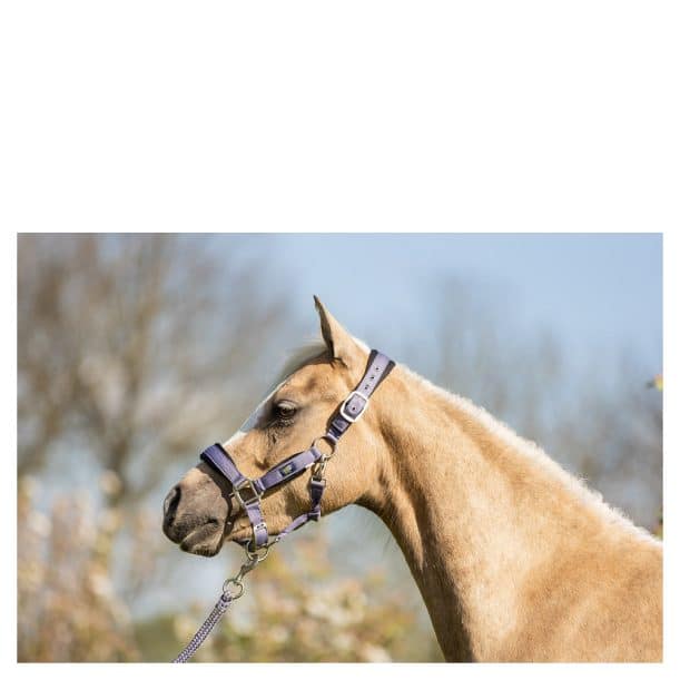 BR Mini Cabezada de Caballo con Cuerda de Plomo - Imagen 5